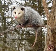 Opossum pic2.jpg