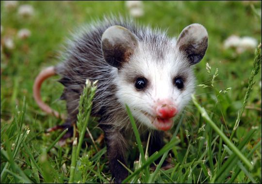 Opossum 3.jpg