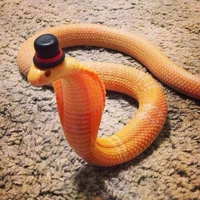 Cobra_Elegante