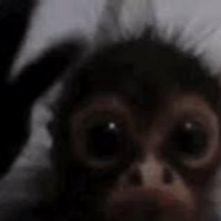sch monkey