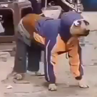 Cachupico