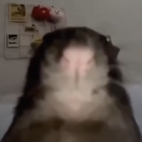 Ninsito