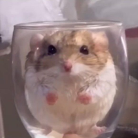 zefu