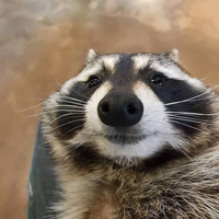 racnoon