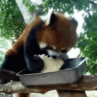 RED PANDA