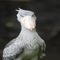 FrutoKoali