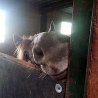 BigFatPony