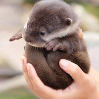 louloutre