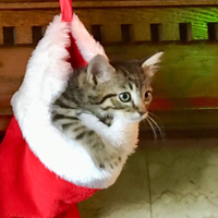 Khristmas Kitty