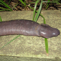 BlindingPenis