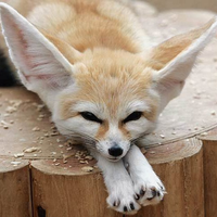 Fennecsou