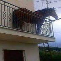 MisterHorse