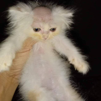 tiersp4ce
