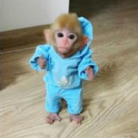 Kurbs