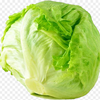 LettuceHead