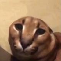 tybon