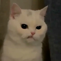 Zeeky