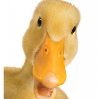 YellowSheepp