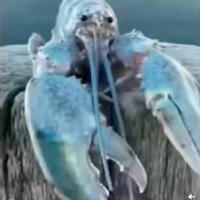 Blue_Lobster