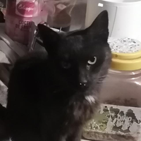 Amigo Gato