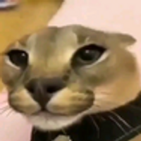 Sauoll