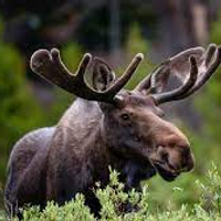 Moose4140