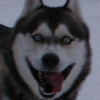 Dogo360