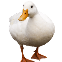 Duck Denz