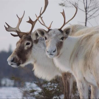 TwoCaribous