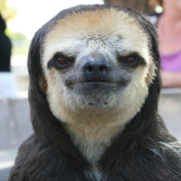 Zorino