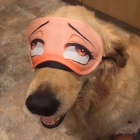 bradyboio