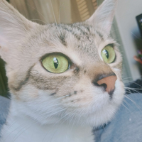 kodisaka
