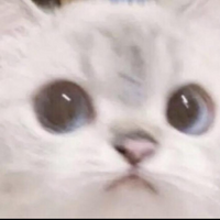 i died to cats