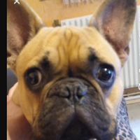 Nzobibi