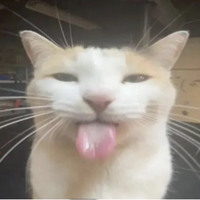 ibzzz