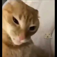 Shnind