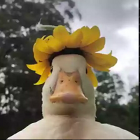 lolloticlappa
