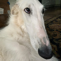 zerxie