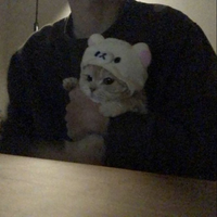 Corgii
