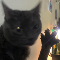 CatoLoCato