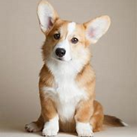 WildCorgi