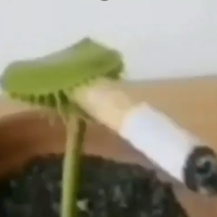 ULTmT