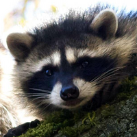 femboyraccoon