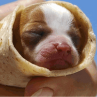 A Moist Eggroll