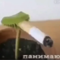 Ne-fasto
