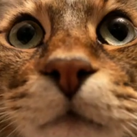 simbadev