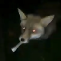 VetraFox