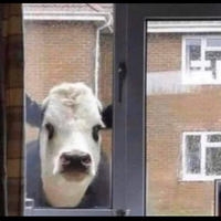 cowwindow