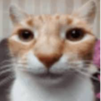 c a t_