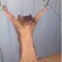 Sneaku